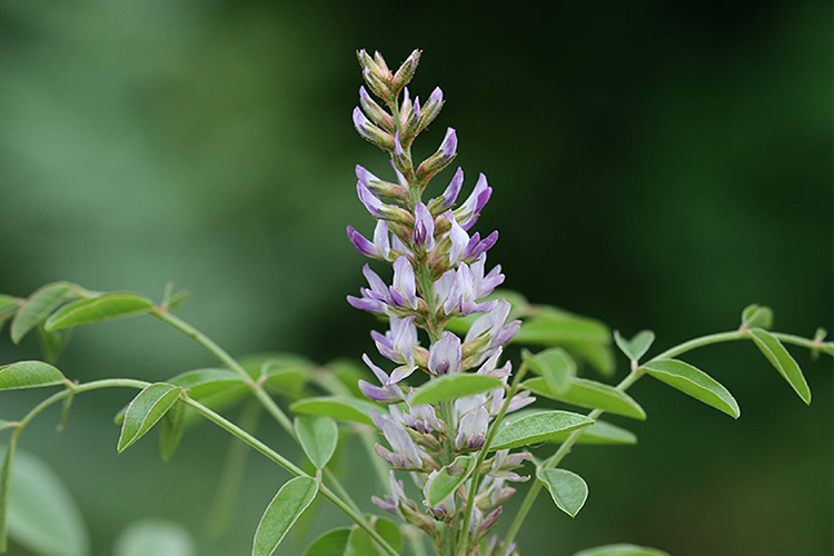 داروهای گیاهی تخمک گذاری